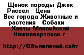 Щенок породы Джек Рассел › Цена ­ 50 000 - Все города Животные и растения » Собаки   . Ханты-Мансийский,Нижневартовск г.